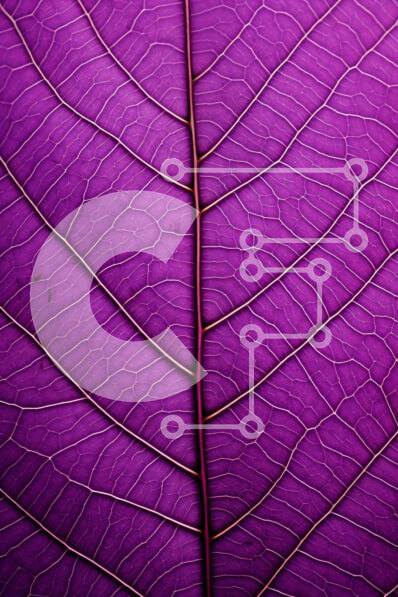 Σετ των 2 Intra Συλλεκτικό Ξύλινο Παζλ Plywood  4mm - Κοντινό πλάνο ενός μωβ φύλλου με ορατές φλέβες Σε Ξύλινο Κουτί - Διαστάσεις: 10x10 cm – 25 κομμάτια