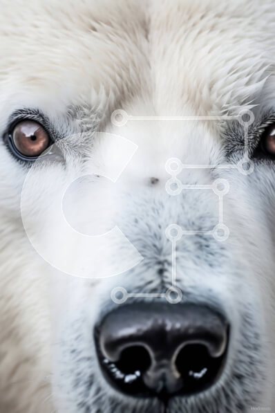 Σετ των 2 Intra Συλλεκτικό Ξύλινο Παζλ Plywood  4mm - Εκπληκτικό κοντινό πλάνο του προσώπου μιας πολικής αρκούδας με διαπεραστικά μπλε μάτια Σε Ξύλινο Κουτί - Διαστάσεις: 10x10 cm – 25 κομμάτια