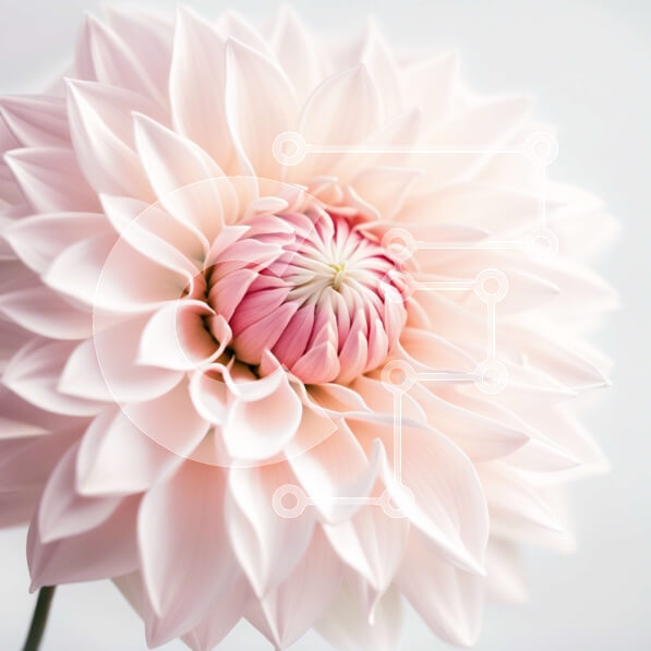 Intra Συλλεκτικό Ξύλινο Παζλ Plywood  4mm - Όμορφη εικόνα ενός ροζ λουλουδιού από κοντά Σε Ξύλινο Κουτί - Διαστάσεις: 10x10 cm – 25 κομμάτια