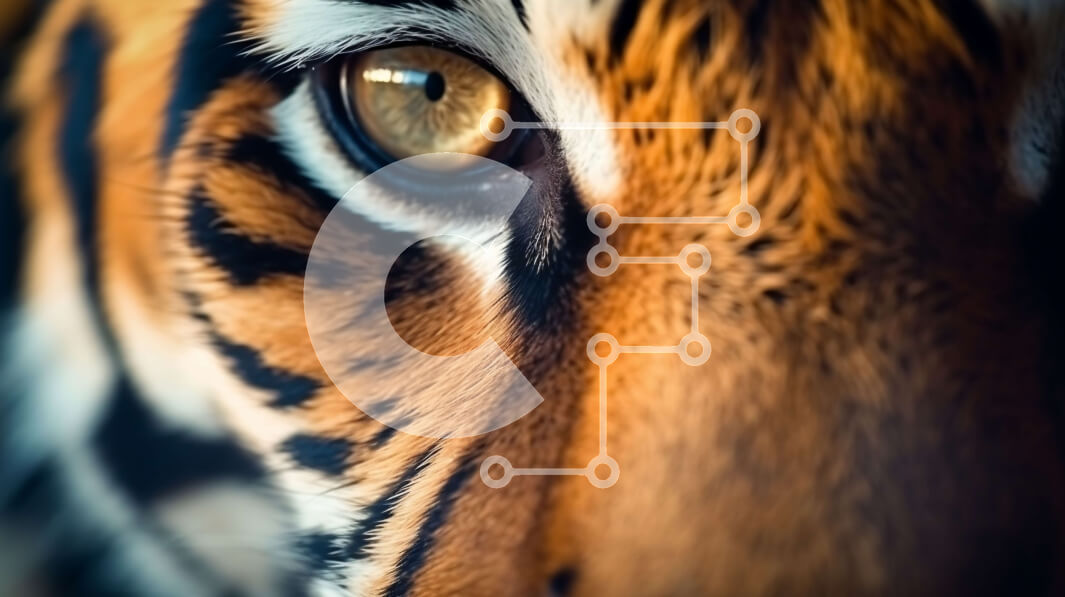 Σετ των 2 Intra Συλλεκτικό Ξύλινο Παζλ Plywood  4mm - Κοντινό πλάνο του ματιού της τίγρης με τα φωτεινά κίτρινα μάτια Σε Ξύλινο Κουτί - Διαστάσεις: 10x10 cm – 25 κομμάτια