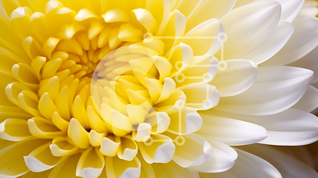 Intra Συλλεκτικό Ξύλινο Παζλ Plywood  4mm - Κοντινό πλάνο ενός κίτρινου και λευκού λουλουδιού Σε Ξύλινο Κουτί - Διαστάσεις: 10x10 cm – 25 κομμάτια