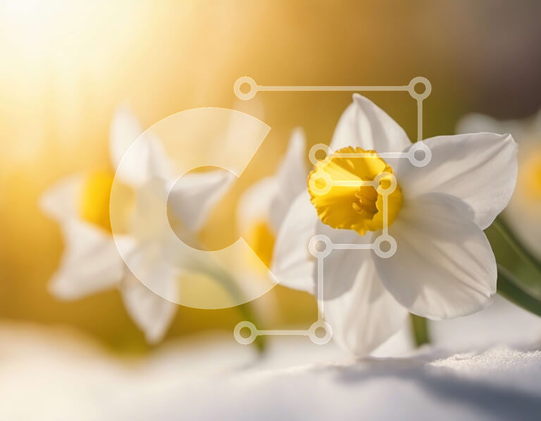 Intra Συλλεκτικό Ξύλινο Παζλ Plywood  4mm - Κοντινό πλάνο λευκών νάρκισσους στο χιόνι Σε Ξύλινο Κουτί - Διαστάσεις: 10x10 cm – 25 κομμάτια