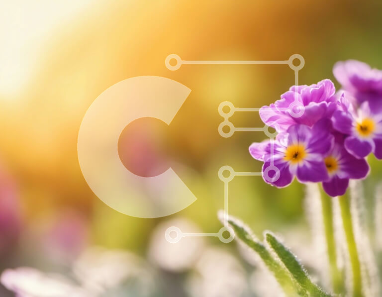 Intra Συλλεκτικό Ξύλινο Παζλ Plywood  4mm - Κοντινό πλάνο του πορφυρού λουλουδιού με τα κίτρινα κέντρα Σε Ξύλινο Κουτί - Διαστάσεις: 10x10 cm – 25 κομμάτια