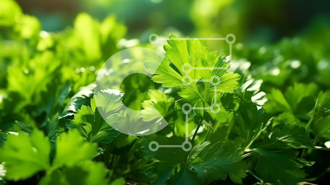 Intra Συλλεκτικό Ξύλινο Παζλ Plywood  4mm - Κοντινό πλάνο με φρέσκα πράσινα φύλλα μαϊντανού σε έναν κήπο Σε Ξύλινο Κουτί - Διαστάσεις: 10x10 cm – 25 κομμάτια