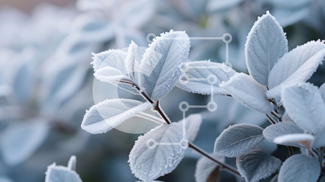 Intra Συλλεκτικό Ξύλινο Παζλ Plywood  4mm - Κοντινό πλάνο ενός φυτού με λευκό παγετό στα φύλλα του Σε Ξύλινο Κουτί - Διαστάσεις: 10x10 cm – 25 κομμάτια