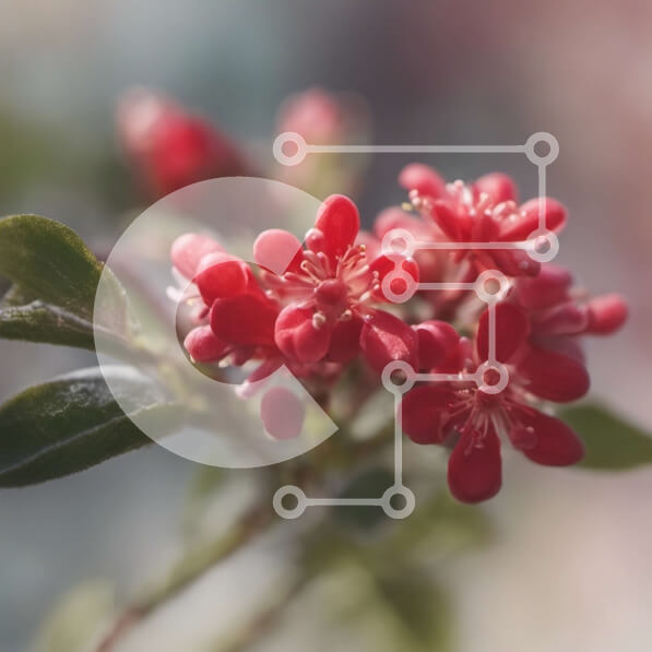 Intra Συλλεκτικό Ξύλινο Παζλ Plywood  4mm - Κοντινή όψη ενός κόκκινου λουλουδιού με πράσινα φύλλα Σε Ξύλινο Κουτί - Διαστάσεις: 10x10 cm – 25 κομμάτια