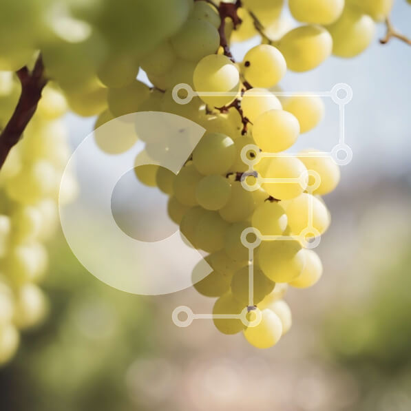 Intra Συλλεκτικό Ξύλινο Παζλ Plywood  4mm - Τσαμπί σταφύλια που κρέμεται από ένα αμπέλι Σε Ξύλινο Κουτί - Διαστάσεις: 10x10 cm – 25 κομμάτια