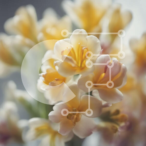 Intra Συλλεκτικό Ξύλινο Παζλ Plywood  4mm - Κινηματογράφηση σε πρώτο πλάνο της κίτρινης και λευκής ανθοδέσμης σε ένα διαυγές βάζο Σε Ξύλινο Κουτί - Διαστάσεις: 10x10 cm – 25 κομμάτια