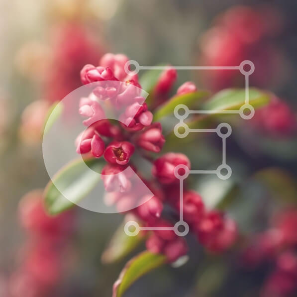 Intra Συλλεκτικό Ξύλινο Παζλ Plywood  4mm - Κοντινή όψη του κόκκινου λουλουδιού με τα πέταλα και το πράσινο στέλεχος Σε Ξύλινο Κουτί - Διαστάσεις: 10x10 cm – 25 κομμάτια