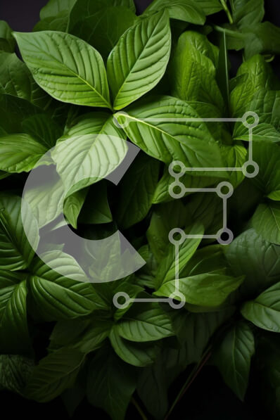 Σετ των 2 Intra Συλλεκτικό Ξύλινο Παζλ Plywood  4mm - Ζωντανά και φρέσκα πράσινα φύλλα σε σκούρο φόντο Σε Ξύλινο Κουτί - Διαστάσεις: 10x10 cm – 25 κομμάτια