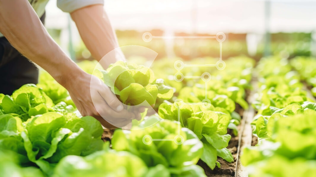 Intra Συλλεκτικό Ξύλινο Παζλ Plywood  4mm - Άτομο που μαζεύει φύλλα μαρουλιού από μια εσωτερική φάρμα Σε Ξύλινο Κουτί - Διαστάσεις: 10x10 cm – 25 κομμάτια