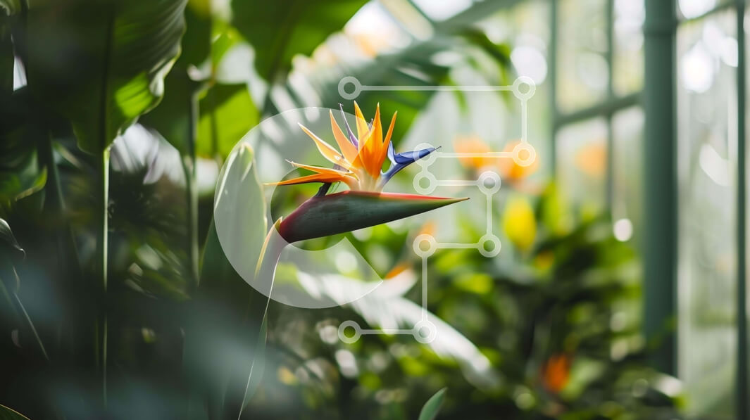 Intra Συλλεκτικό Ξύλινο Παζλ Plywood  4mm - Λουλούδι Bird of Paradise σε καταπράσινο τοπίο Σε Ξύλινο Κουτί - Διαστάσεις: 10x10 cm – 25 κομμάτια