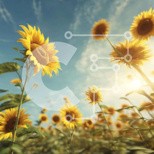 Intra Συλλεκτικό Ξύλινο Παζλ Plywood  4mm - Πεδίο ηλίανθου με φωτεινή ηλιοφάνεια Σε Ξύλινο Κουτί - Διαστάσεις: 10x10 cm – 25 κομμάτια