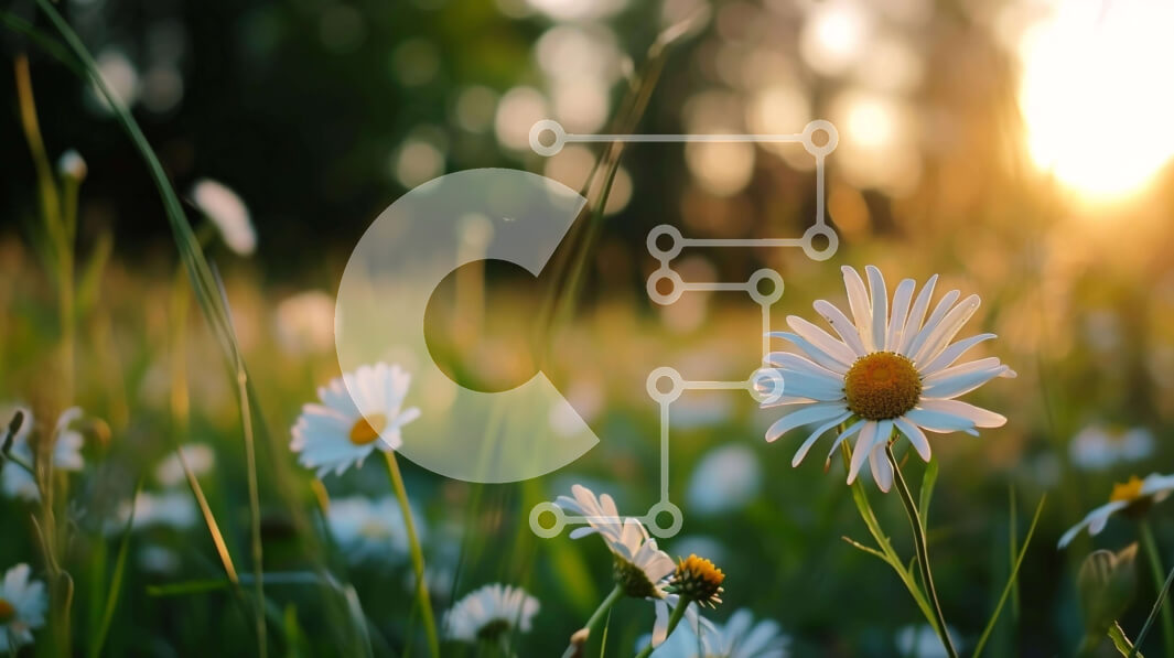 Intra Συλλεκτικό Ξύλινο Παζλ Plywood  4mm - Πεδίο με λευκές μαργαρίτες στο ηλιοβασίλεμα Σε Ξύλινο Κουτί - Διαστάσεις: 10x10 cm – 25 κομμάτια