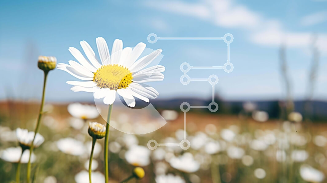 Intra Συλλεκτικό Ξύλινο Παζλ Plywood  4mm - Πεδίο με λευκές μαργαρίτες με λαμπερό μπλε ουρανό Σε Ξύλινο Κουτί - Διαστάσεις: 10x10 cm – 25 κομμάτια