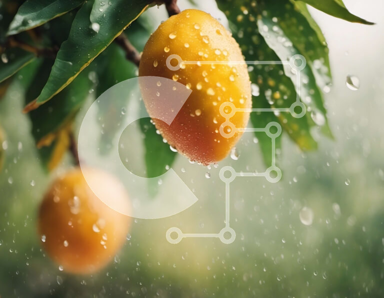 Intra Συλλεκτικό Ξύλινο Παζλ Plywood  4mm - Μάνγκο που κρέμονται από το κλαδί δέντρου στη βροχή Σε Ξύλινο Κουτί - Διαστάσεις: 10x10 cm – 25 κομμάτια