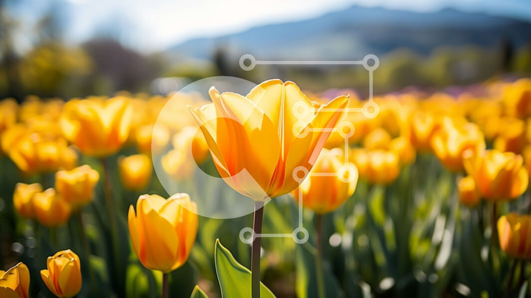 Intra Συλλεκτικό Ξύλινο Παζλ Plywood  4mm - Πεδίο με κίτρινες τουλίπες σε πλήρη άνθιση με οροσειρά στο φόντο Σε Ξύλινο Κουτί - Διαστάσεις: 10x10 cm – 25 κομμάτια