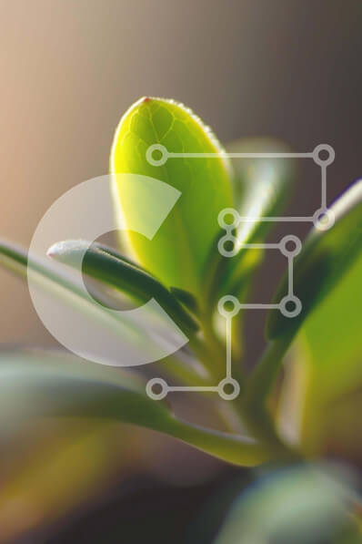 Σετ των 2 Intra Συλλεκτικό Ξύλινο Παζλ Plywood  4mm - Μικρό πράσινο φυτό που αναπτύσσεται έξω από το έδαφος Σε Ξύλινο Κουτί - Διαστάσεις: 10x10 cm – 25 κομμάτια