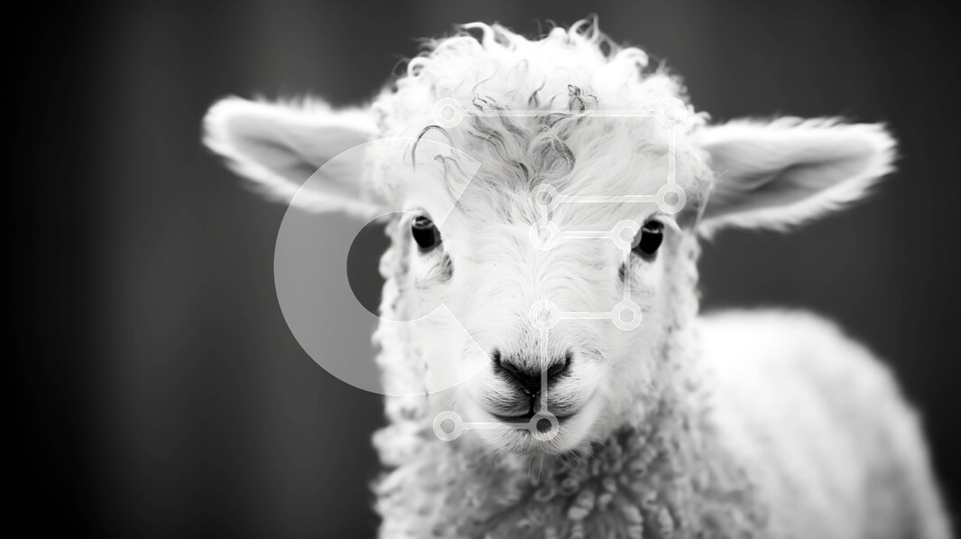 Σετ των 2 Intra Συλλεκτικό Ξύλινο Παζλ Plywood  4mm - Περίεργο λευκό πρόβατο με μακριά σγουρά μαλλιά Σε Ξύλινο Κουτί - Διαστάσεις: 10x10 cm – 25 κομμάτια