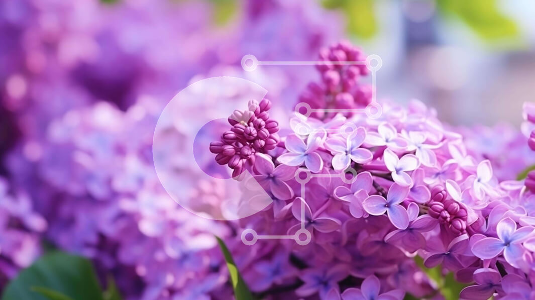 Intra Συλλεκτικό Ξύλινο Παζλ Plywood  4mm - Κοντινό πλάνο μωβ λιλά λουλούδια με πράσινα φύλλα Σε Ξύλινο Κουτί - Διαστάσεις: 10x10 cm – 25 κομμάτια