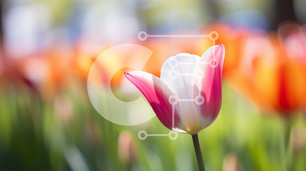 Intra Συλλεκτικό Ξύλινο Παζλ Plywood  4mm - Μονή λευκή και ροζ τουλίπα σε πολύχρωμο χωράφι λουλουδιών Σε Ξύλινο Κουτί - Διαστάσεις: 10x10 cm – 25 κομμάτια