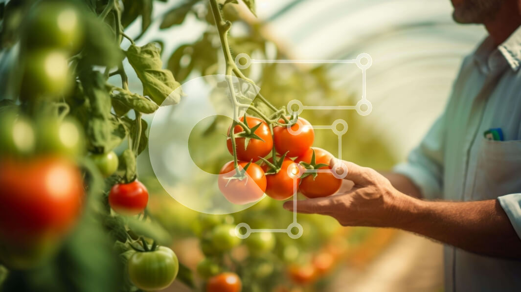 Σετ των 2 Intra Συλλεκτικό Ξύλινο Παζλ Plywood  4mm - Άτομο που κρατά ένα μάτσο φρέσκες ντομάτες Σε Ξύλινο Κουτί - Διαστάσεις: 10x10 cm – 25 κομμάτια