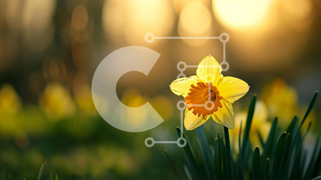 Intra Συλλεκτικό Ξύλινο Παζλ Plywood  4mm - Ενιαίο κίτρινο λουλούδι ασφόδελου στο πράσινο πεδίο στο ηλιοβασίλεμα Σε Ξύλινο Κουτί - Διαστάσεις: 10x10 cm – 25 κομμάτια