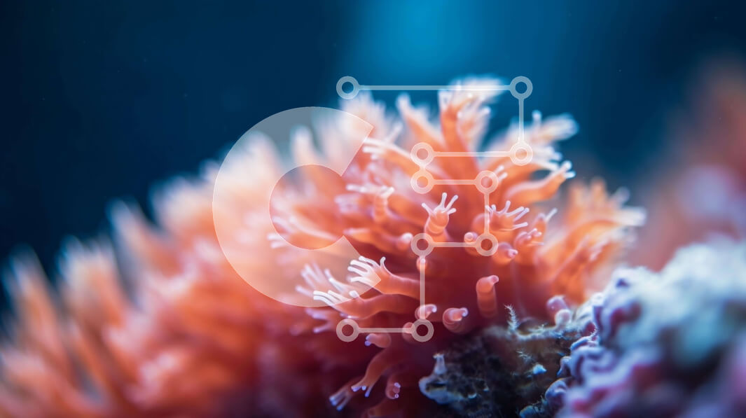 Intra Συλλεκτικό Ξύλινο Παζλ Plywood  4mm - Κοντινό πλάνο της πορτοκαλιάς και της λευκής θαλάσσιας ανεμώνης στον ωκεάνιο βιότοπο Σε Ξύλινο Κουτί - Διαστάσεις: 10x10 cm – 25 κομμάτια