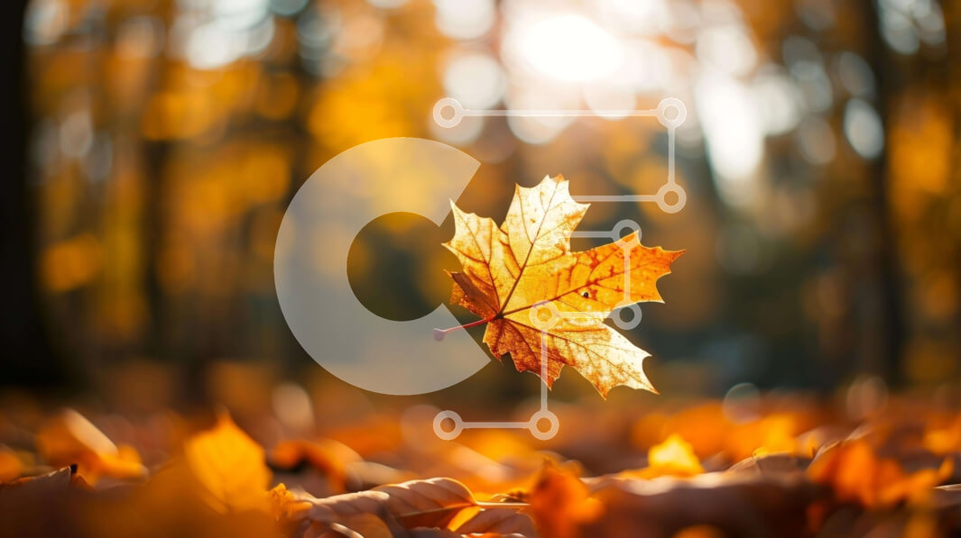 Intra Συλλεκτικό Ξύλινο Παζλ Plywood  4mm - Ενιαίο κίτρινο φύλλο σφενδάμου που επιπλέει στο δάσος Σε Ξύλινο Κουτί - Διαστάσεις: 10x10 cm – 25 κομμάτια