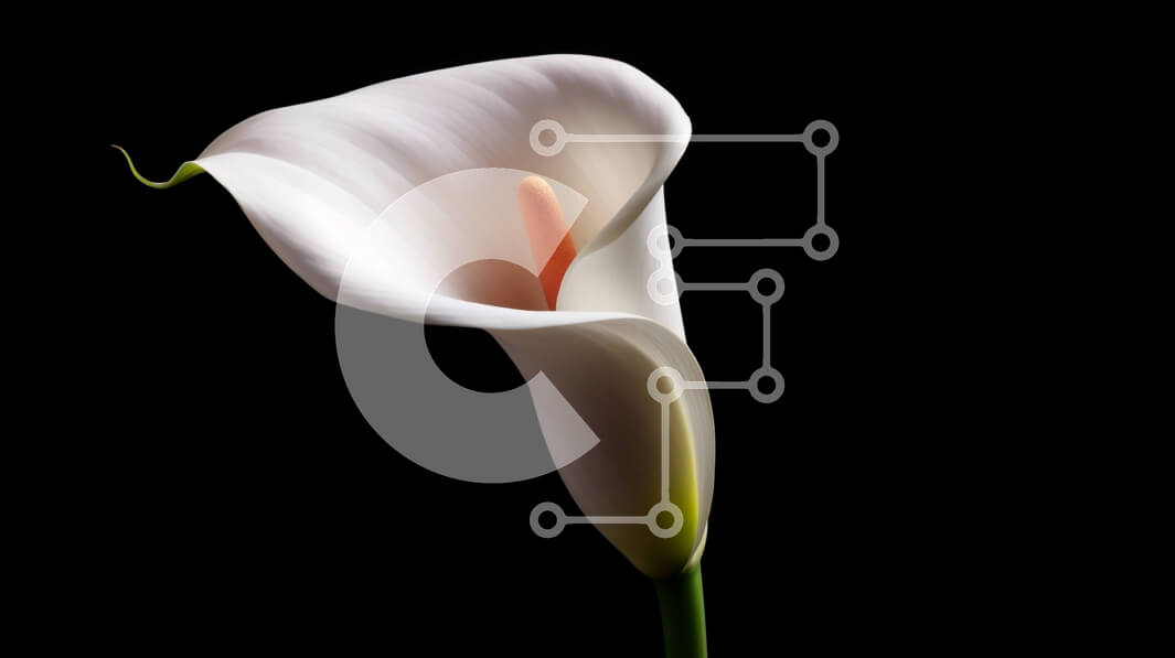 Intra Συλλεκτικό Ξύλινο Παζλ Plywood  4mm - Μονό λευκό Calla Lily με πορτοκαλί στήμονα σε μαύρο φόντο Σε Ξύλινο Κουτί - Διαστάσεις: 10x10 cm – 25 κομμάτια