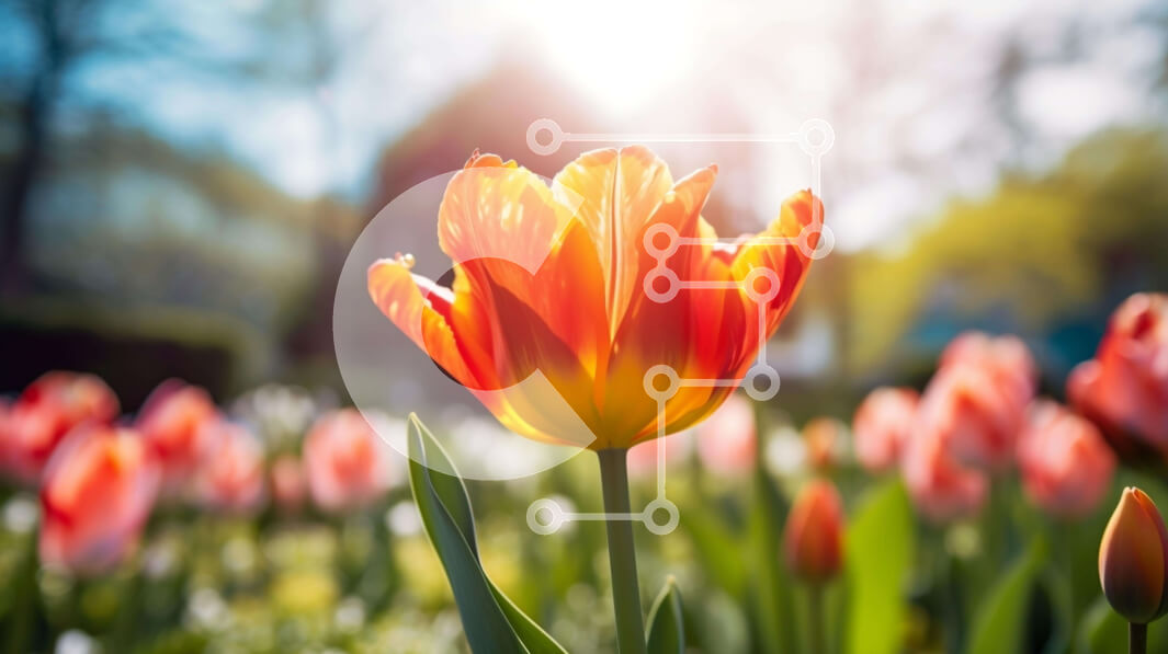 Intra Συλλεκτικό Ξύλινο Παζλ Plywood  4mm - Πορτοκαλί τουλίπα σε ένα χωράφι με ροζ και λευκά λουλούδια Σε Ξύλινο Κουτί - Διαστάσεις: 10x10 cm – 25 κομμάτια