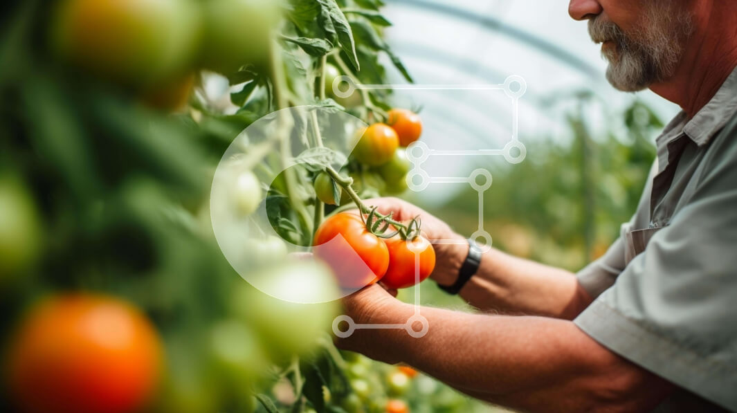 Σετ των 2 Intra Συλλεκτικό Ξύλινο Παζλ Plywood  4mm - Άνδρας που μαζεύει φρέσκες ντομάτες από ένα φυτό ντομάτας σε ένα εσωτερικό θερμοκήπιο Σε Ξύλινο Κουτί - Διαστάσεις: 10x10 cm – 25 κομμάτια