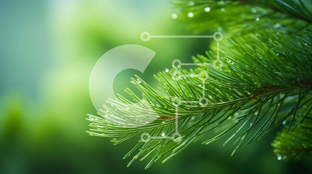 Intra Συλλεκτικό Ξύλινο Παζλ Plywood  4mm - Φρέσκο ​​πράσινο κλαδί δέντρου πεύκου με σταγονίδια νερού Σε Ξύλινο Κουτί - Διαστάσεις: 10x10 cm – 25 κομμάτια