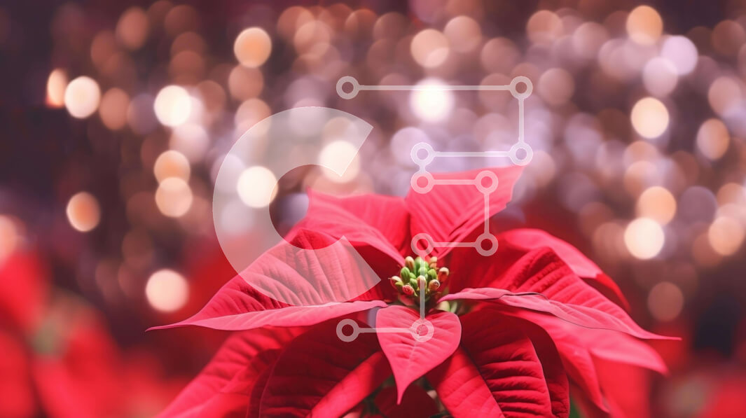 Intra Συλλεκτικό Ξύλινο Παζλ Plywood  4mm - Κόκκινο λουλούδι Poinsettia με πολύχρωμα φώτα Σε Ξύλινο Κουτί - Διαστάσεις: 10x10 cm – 25 κομμάτια