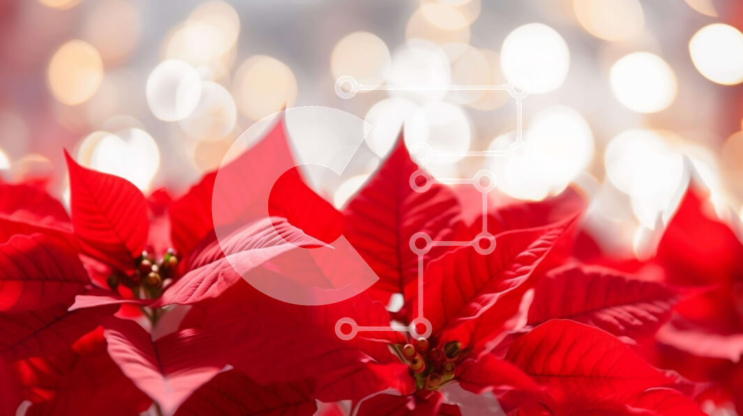 Intra Συλλεκτικό Ξύλινο Παζλ Plywood  4mm - Κοντινό πλάνο κόκκινων λουλουδιών Poinsettia με πολύχρωμα φώτα και Bokeh Σε Ξύλινο Κουτί - Διαστάσεις: 10x10 cm – 25 κομμάτια