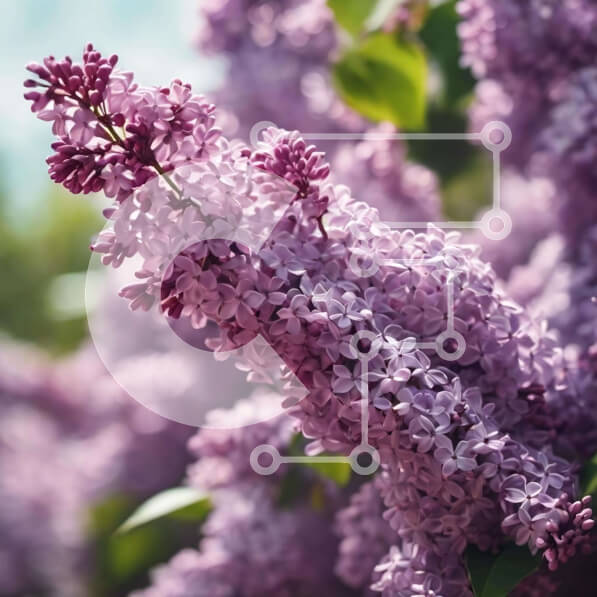 Intra Συλλεκτικό Ξύλινο Παζλ Plywood  4mm - Κοντινό πλάνο των ανθισμένων λιλά λουλουδιών την άνοιξη Σε Ξύλινο Κουτί - Διαστάσεις: 10x10 cm – 25 κομμάτια