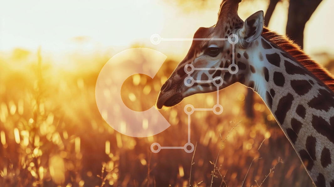 Intra Συλλεκτικό Ξύλινο Παζλ Plywood  4mm - Καμηλοπάρδαλη που στέκεται σε χορταριασμένο χωράφι στο ηλιοβασίλεμα Σε Ξύλινο Κουτί - Διαστάσεις: 10x10 cm – 25 κομμάτια