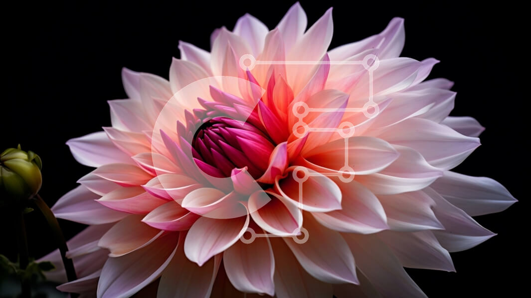 Intra Συλλεκτικό Ξύλινο Παζλ Plywood  4mm - Ροζ και άσπρο λουλούδι Ντάλια σε μαύρο φόντο Σε Ξύλινο Κουτί - Διαστάσεις: 10x10 cm – 25 κομμάτια