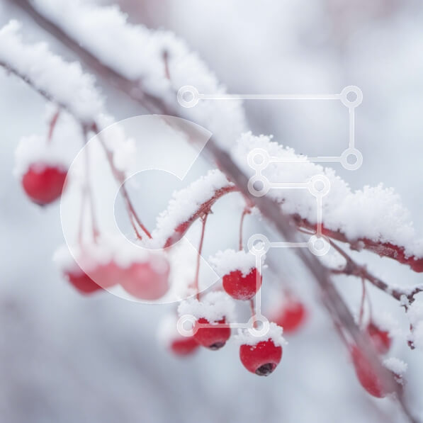 Intra Συλλεκτικό Ξύλινο Παζλ Plywood  4mm - Χιονισμένο κλαδί με κόκκινα μούρα Σε Ξύλινο Κουτί - Διαστάσεις: 10x10 cm – 25 κομμάτια