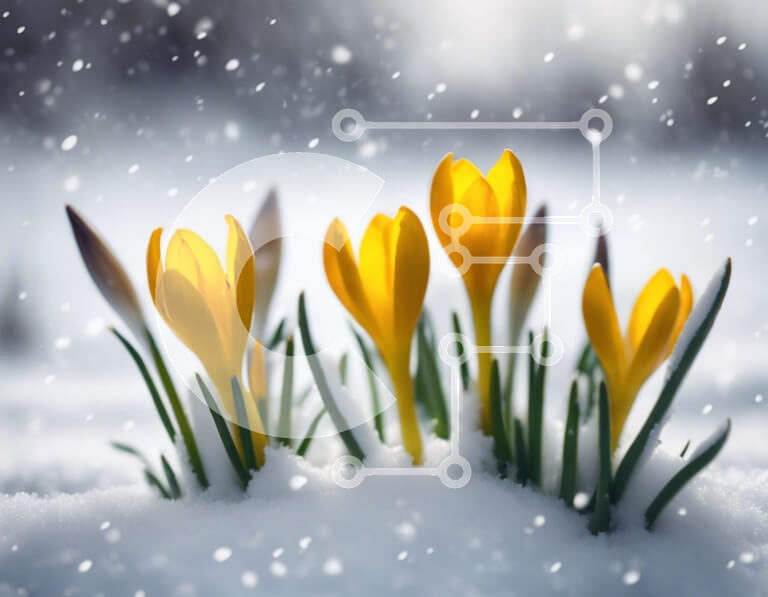 Intra Συλλεκτικό Ξύλινο Παζλ Plywood  4mm - Κίτρινα λουλούδια κρόκου σε χιονισμένο χωράφι Σε Ξύλινο Κουτί - Διαστάσεις: 10x10 cm – 25 κομμάτια