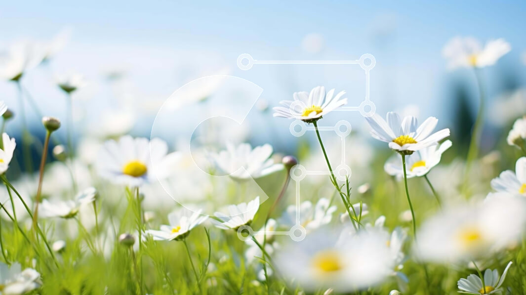 Intra Συλλεκτικό Ξύλινο Παζλ Plywood  4mm - Πεδίο με λευκές μαργαρίτες στο λιβάδι Σε Ξύλινο Κουτί - Διαστάσεις: 10x10 cm – 25 κομμάτια