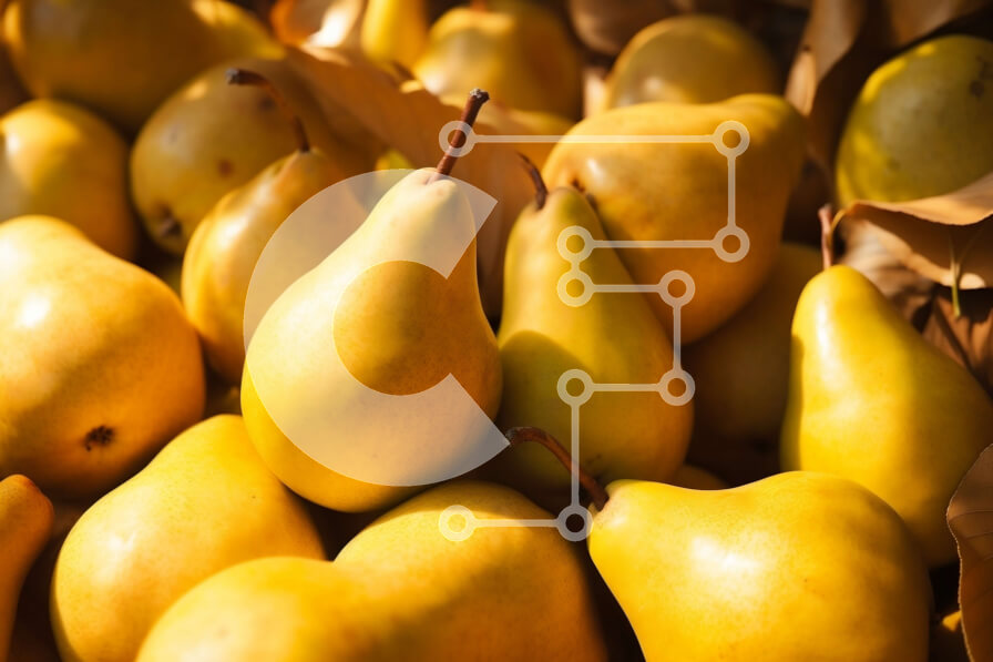 Σετ των 2 Intra Συλλεκτικό Ξύλινο Παζλ Plywood  4mm - Στοίβα από κίτρινα αχλάδια Σε Ξύλινο Κουτί - Διαστάσεις: 10x10 cm – 25 κομμάτια