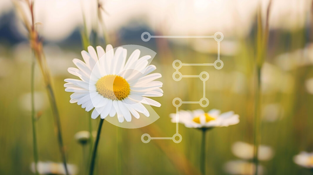 Intra Συλλεκτικό Ξύλινο Παζλ Plywood  4mm - Λευκή και κίτρινη μαργαρίτα στο Grassy Meadow Σε Ξύλινο Κουτί - Διαστάσεις: 10x10 cm – 25 κομμάτια