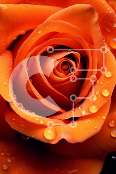 Σετ των 2 Intra Συλλεκτικό Ξύλινο Παζλ Plywood  4mm - Εκπληκτική εικόνα ενός πορτοκαλιού τριαντάφυλλου με σταγονίδια νερού στα πέταλά του Σε Ξύλινο Κουτί - Διαστάσεις: 10x10 cm – 25 κομμάτια