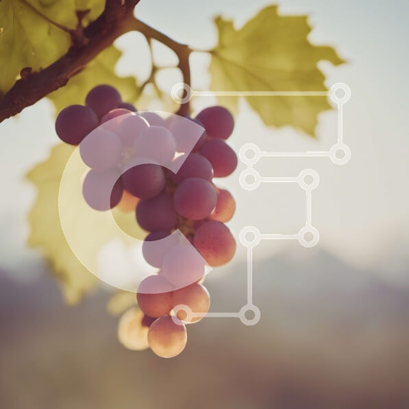 Intra Συλλεκτικό Ξύλινο Παζλ Plywood  4mm - Μάτσο ώριμα μοβ σταφύλια που κρέμονται από ένα αμπέλι με θολό φόντο οροσειράς Σε Ξύλινο Κουτί - Διαστάσεις: 10x10 cm – 25 κομμάτια