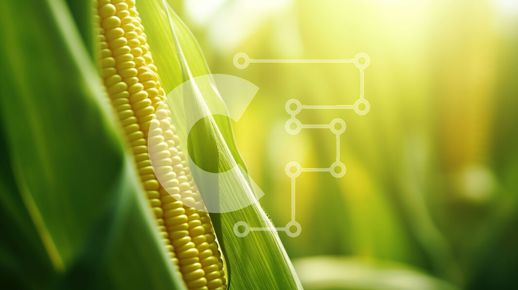 Intra Συλλεκτικό Ξύλινο Παζλ Plywood  4mm - Κοντινό πλάνο του στάχυ καλαμποκιού με ορατούς πυρήνες Σε Ξύλινο Κουτί - Διαστάσεις: 10x10 cm – 25 κομμάτια