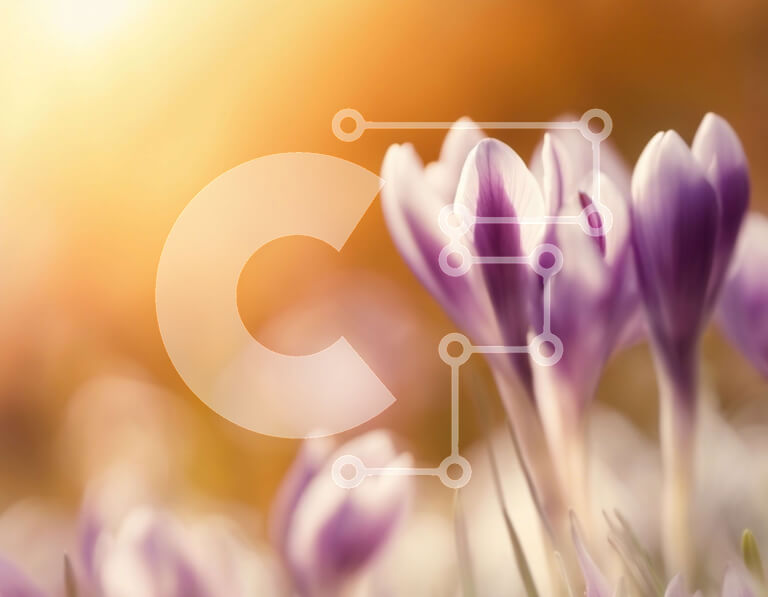 Intra Συλλεκτικό Ξύλινο Παζλ Plywood  4mm - Όμορφοι ανθισμένοι μωβ κρόκοι με το φως του ήλιου Σε Ξύλινο Κουτί - Διαστάσεις: 10x10 cm – 25 κομμάτια