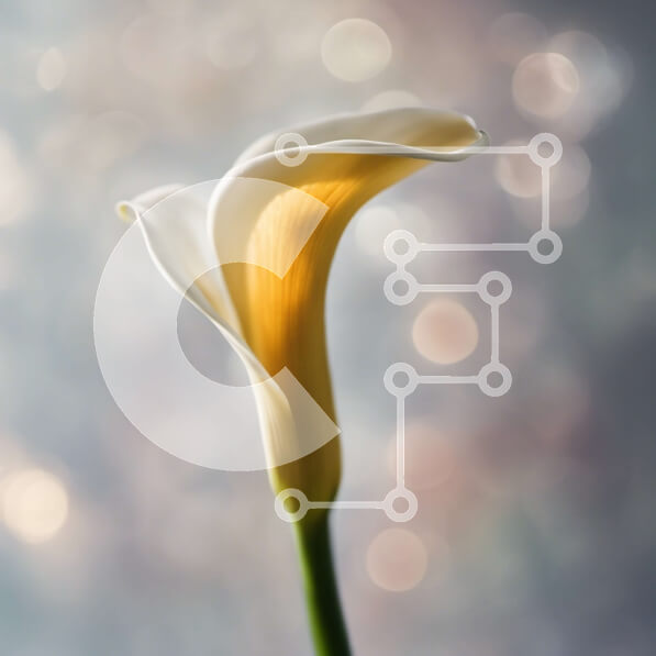 Intra Συλλεκτικό Ξύλινο Παζλ Plywood  4mm - Λευκό λουλούδι Calla Lily με κίτρινο κέντρο σε θολό φόντο Σε Ξύλινο Κουτί - Διαστάσεις: 10x10 cm – 25 κομμάτια