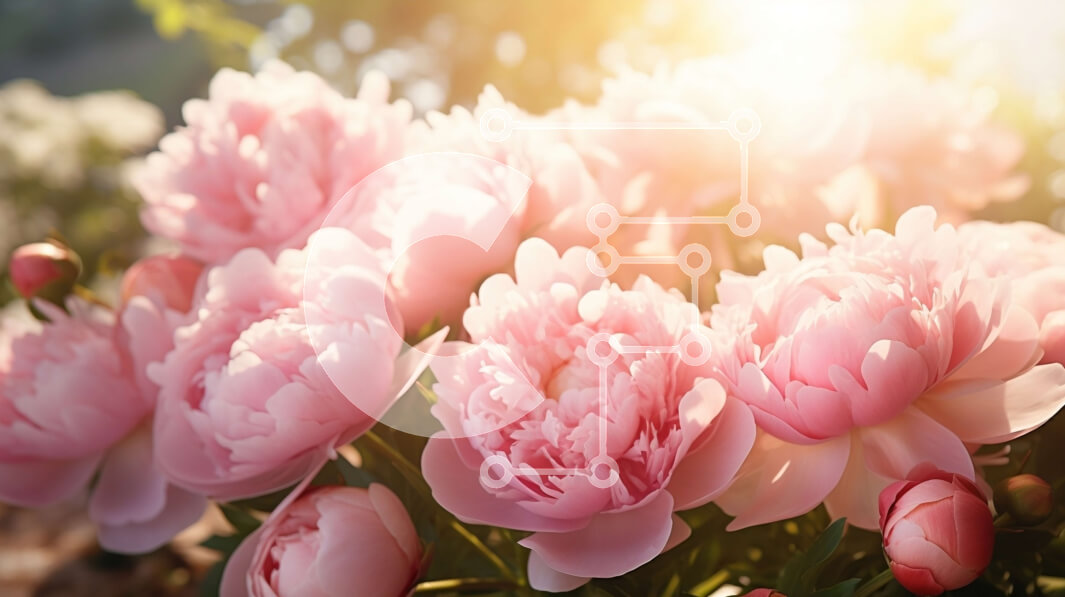 Intra Συλλεκτικό Ξύλινο Παζλ Plywood  4mm - Ροζ παιώνιες σε άνθιση με έντονο φως του ήλιου Σε Ξύλινο Κουτί - Διαστάσεις: 10x10 cm – 25 κομμάτια