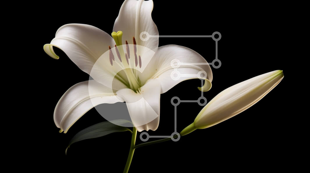 Intra Συλλεκτικό Ξύλινο Παζλ Plywood  4mm - Όμορφο ενιαίο λευκό λουλούδι κρίνων σε μαύρο φόντο Σε Ξύλινο Κουτί - Διαστάσεις: 10x10 cm – 25 κομμάτια